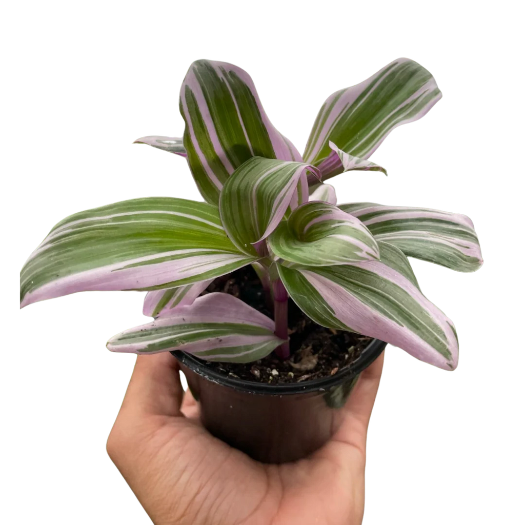 Tradescantia ‘Nanouk’ – Purple-Green Trailing Plant | SunriseDaylas