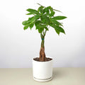 Money Tree Pachira Braid Live Indoor Plant | SunriseDaylas