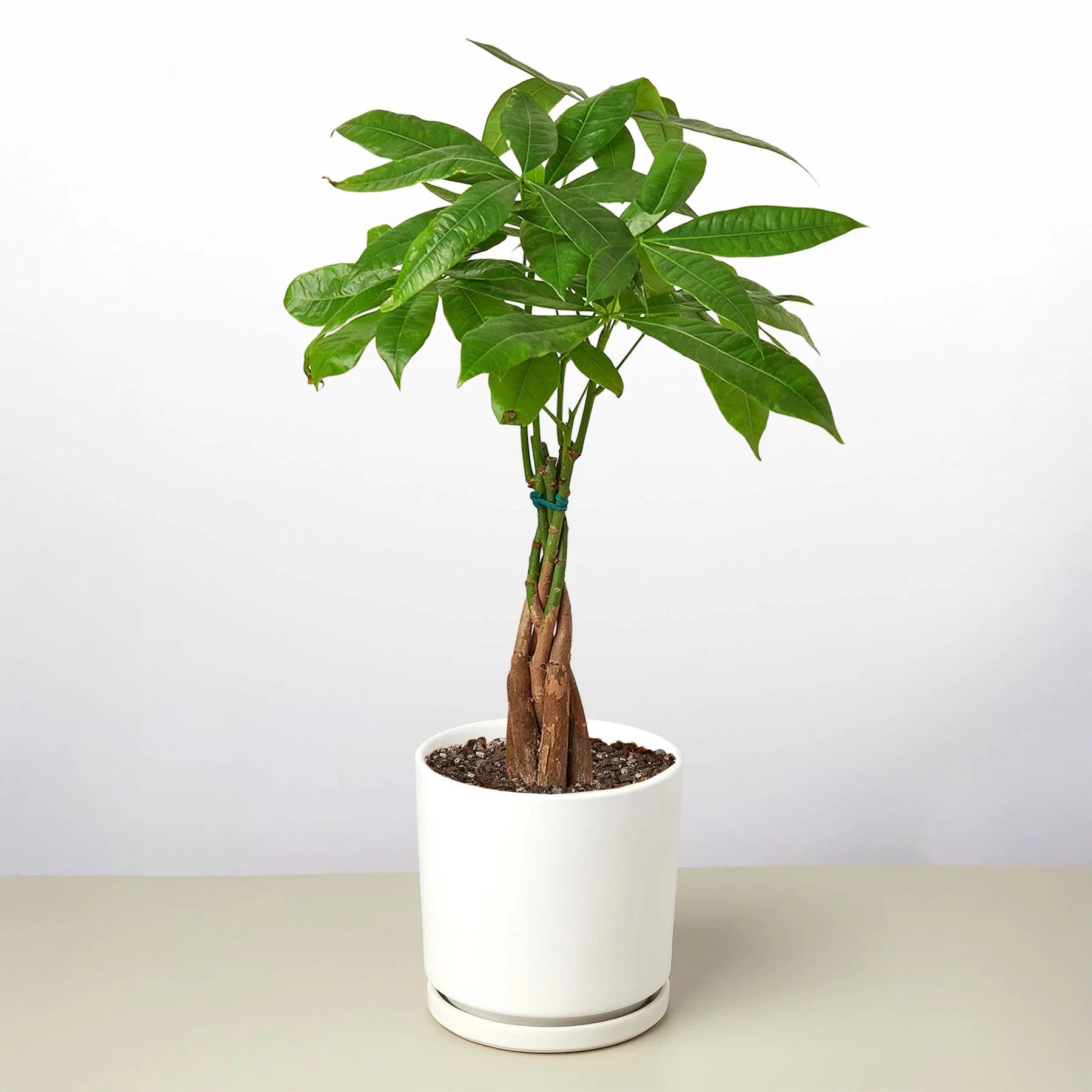 Money Tree Pachira Braid Live Indoor Plant | SunriseDaylas