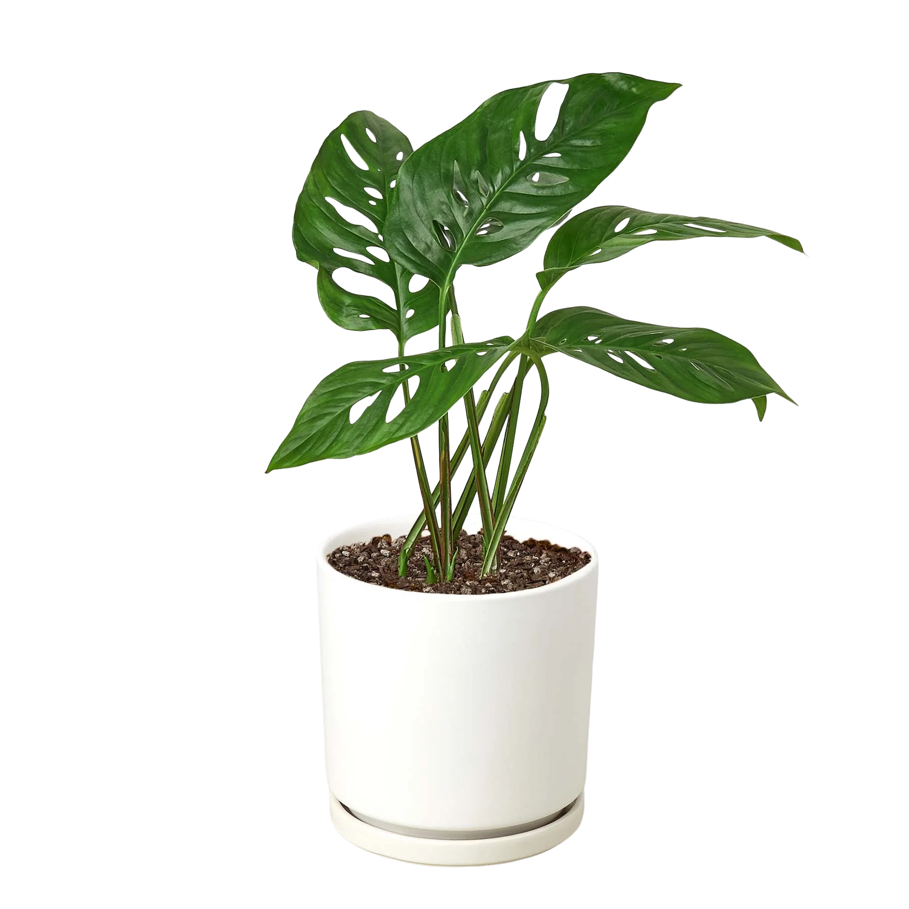 Monstera Adansonii – Swiss Cheese Vine Plant | SunriseDaylas