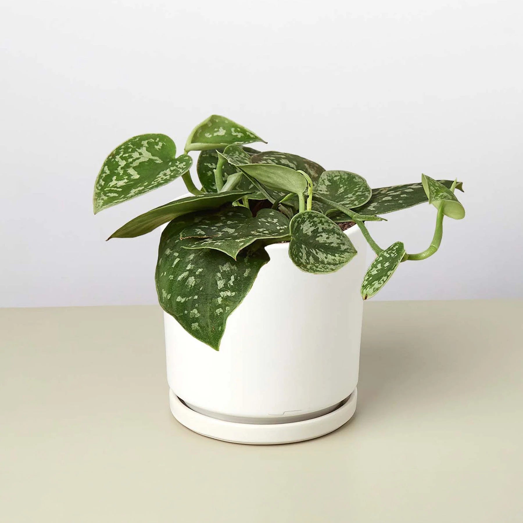 Satin Pothos – Silvery Trailing Indoor Plant | SunriseDaylas