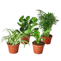 Pet Friendly Variety Bundle – Safe Indoor Plants | SunriseDaylas