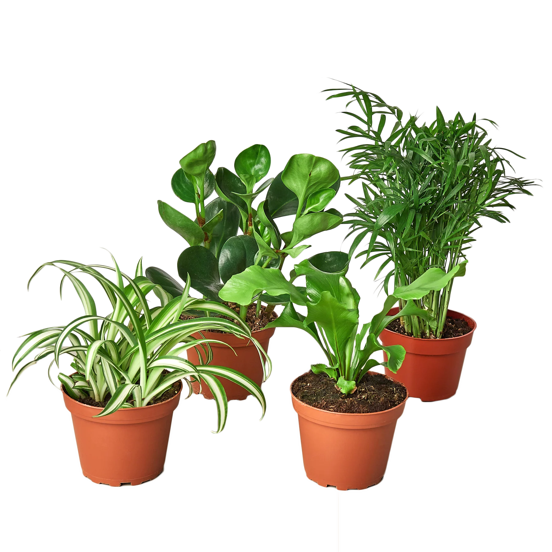 Pet Friendly Variety Bundle – Safe Indoor Plants | SunriseDaylas