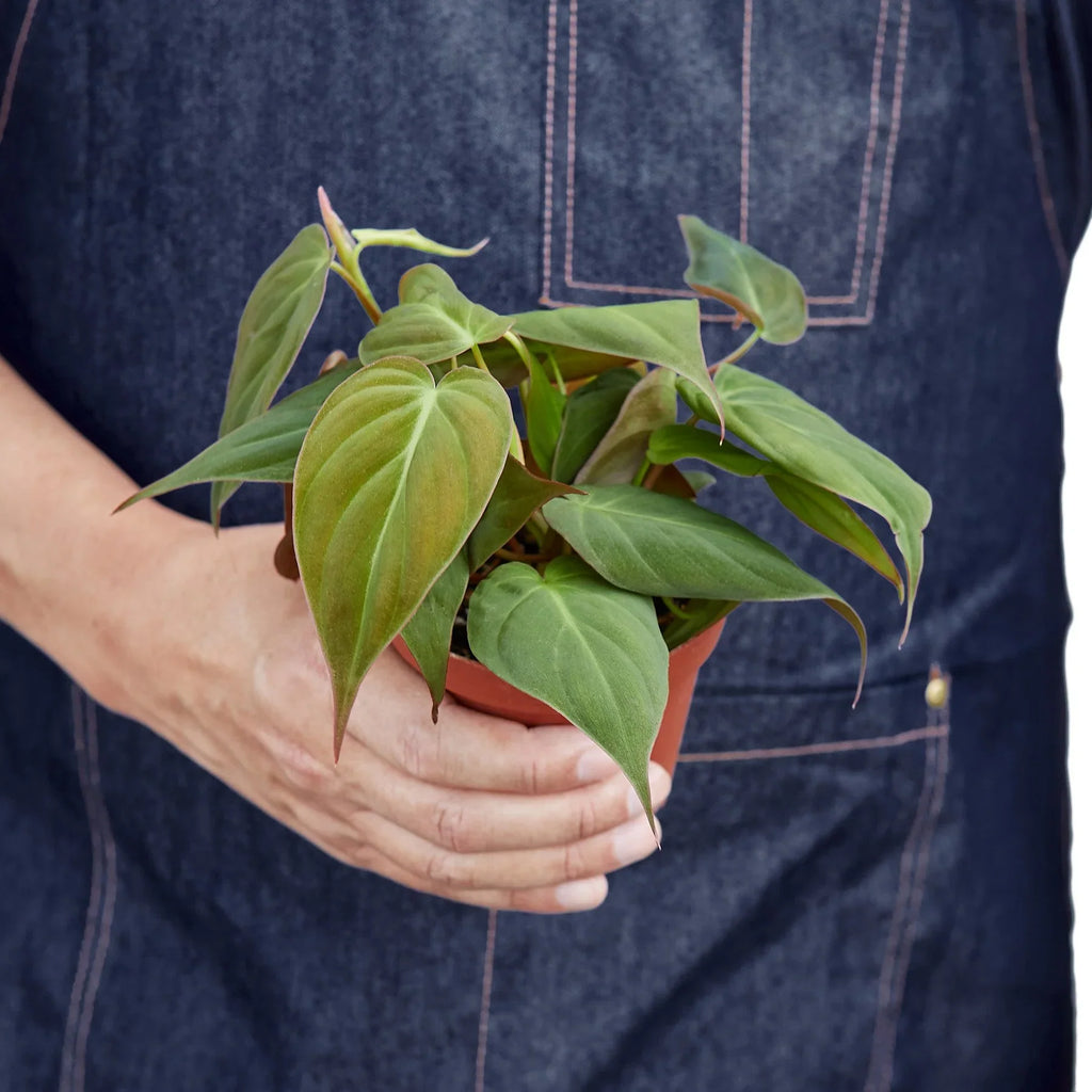 Velvet Philodendron – Velvety Trailing Live Plant | SunriseDaylas