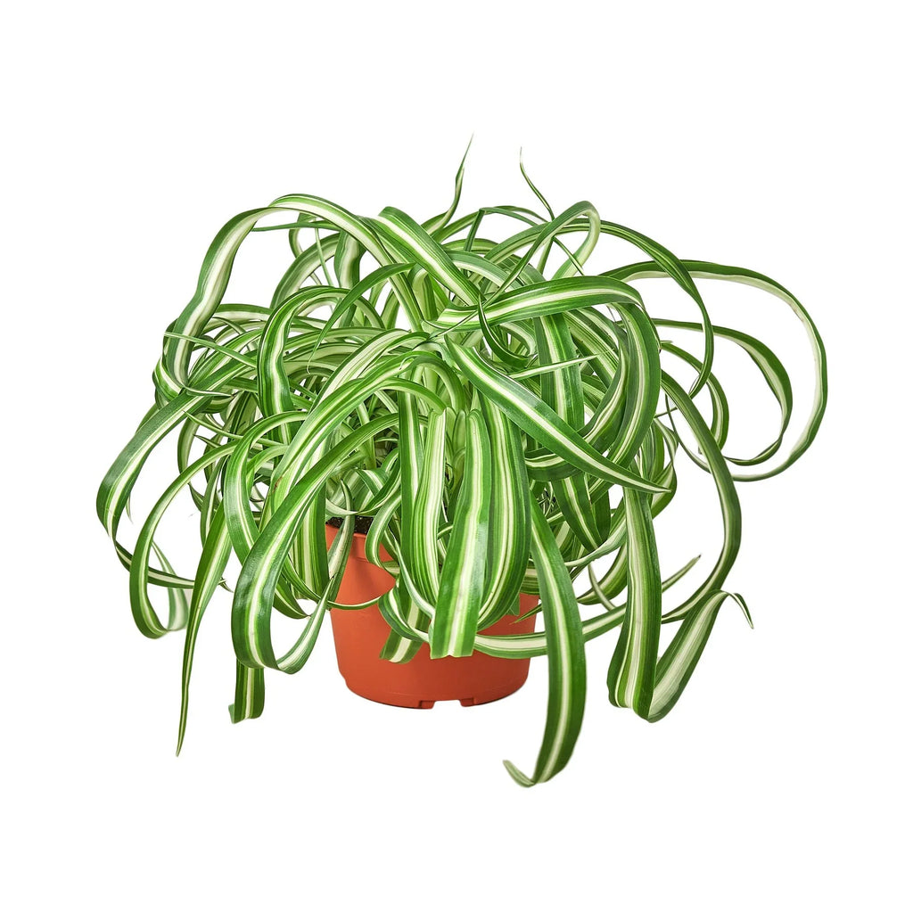 Spider Plant Bonnie – Pet Friendly Air Purifying Plant | SunriseDaylas