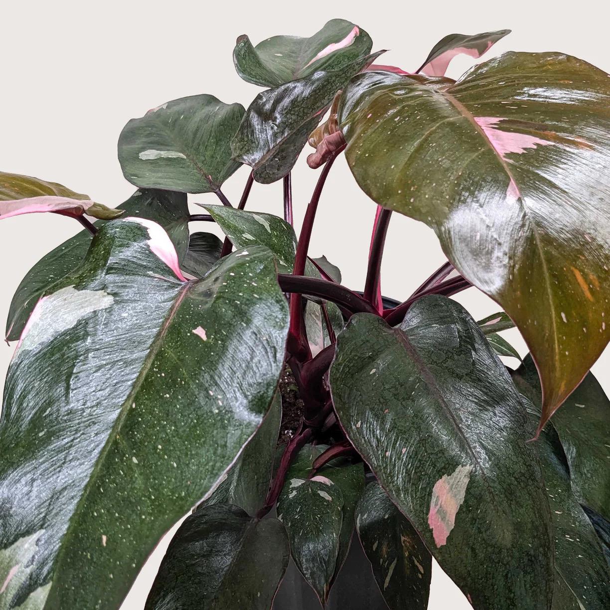 Pink Princess Philodendron | Philodendron Erubescens | Rare Variegated | Live Rooted Plant | 4in 6in Pot