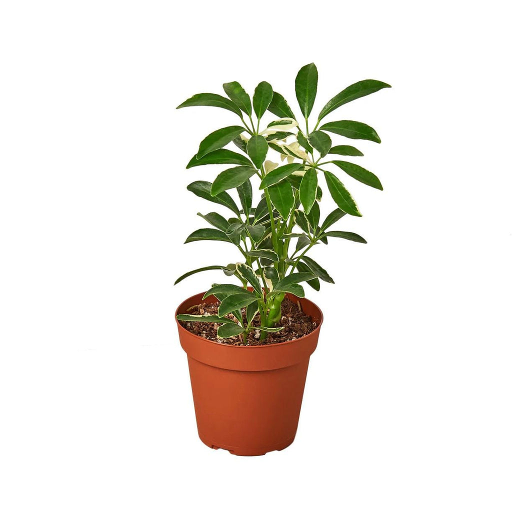 Moonlight Umbrella Plant | Schefflera Arboricola | Easy Care Tropical Houseplant