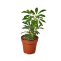 Moonlight Umbrella Plant | Schefflera Arboricola | Easy Care Tropical Houseplant