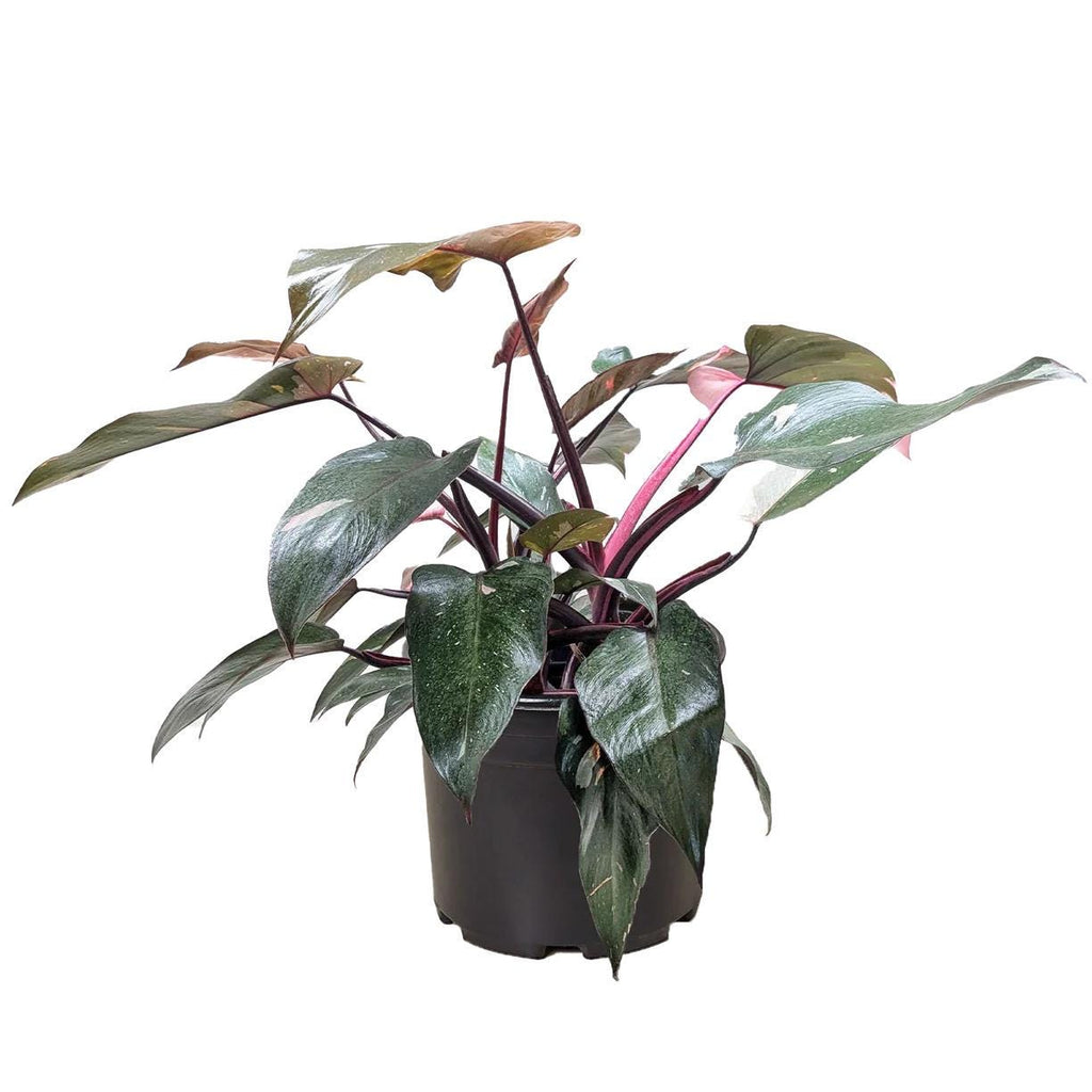 Pink Princess Philodendron | Philodendron Erubescens | Rare Variegated | Live Rooted Plant | 4in 6in Pot