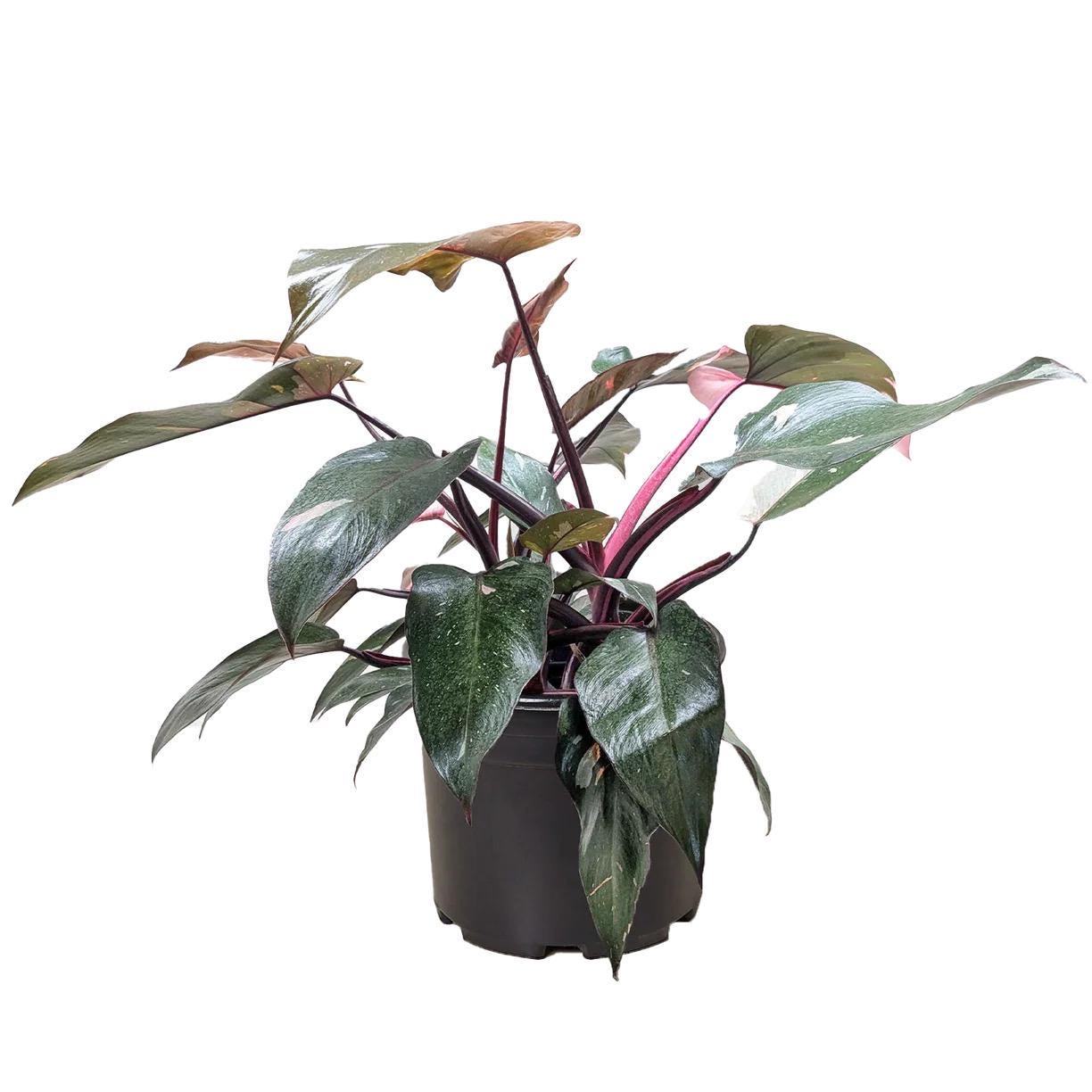 Pink Princess Philodendron | Philodendron Erubescens | Rare Variegated | Live Rooted Plant | 4in 6in Pot