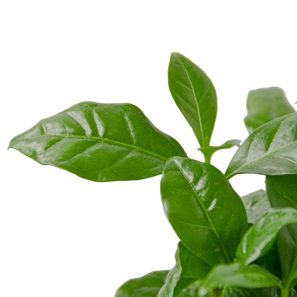Arabica Coffee – Indoor Coffee Plant | SunriseDaylas