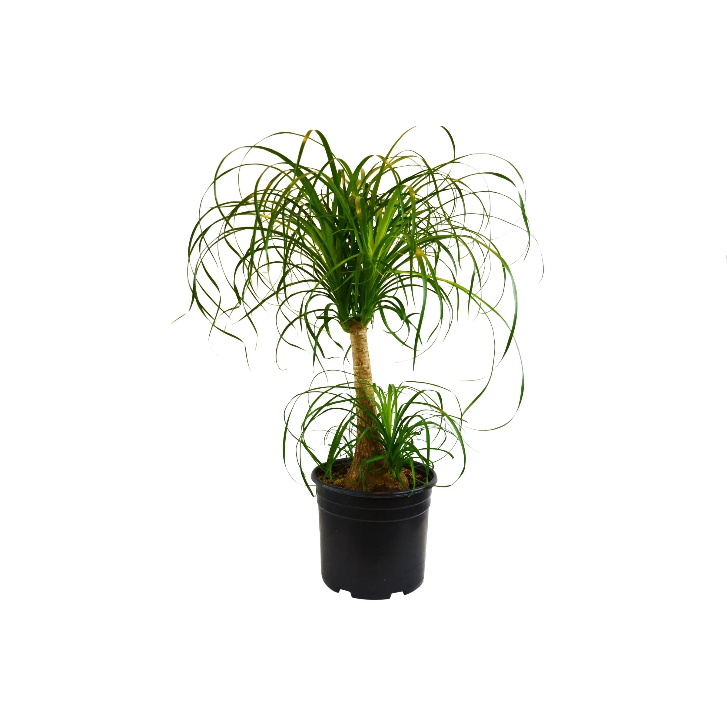Ponytail Palm – Unique Caudiciform Indoor Plant | SunriseDaylas