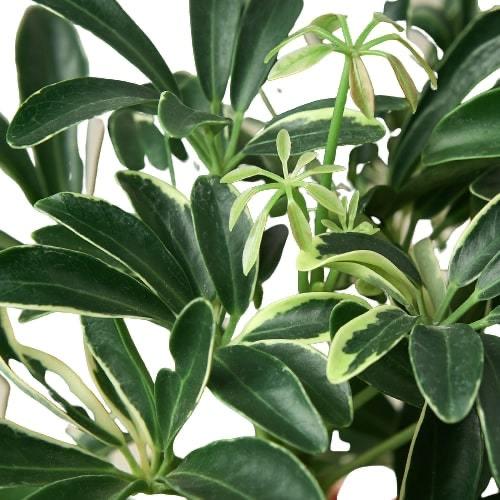 Moonlight Umbrella Plant | Schefflera Arboricola | Easy Care Tropical Houseplant