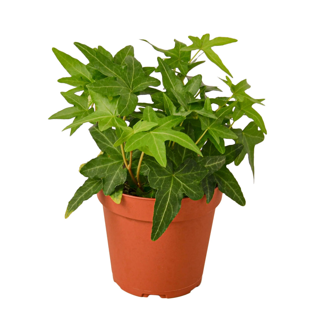 English Ivy ‘Green California’ – Fast-Growing Indoor Vine | SunriseDaylas