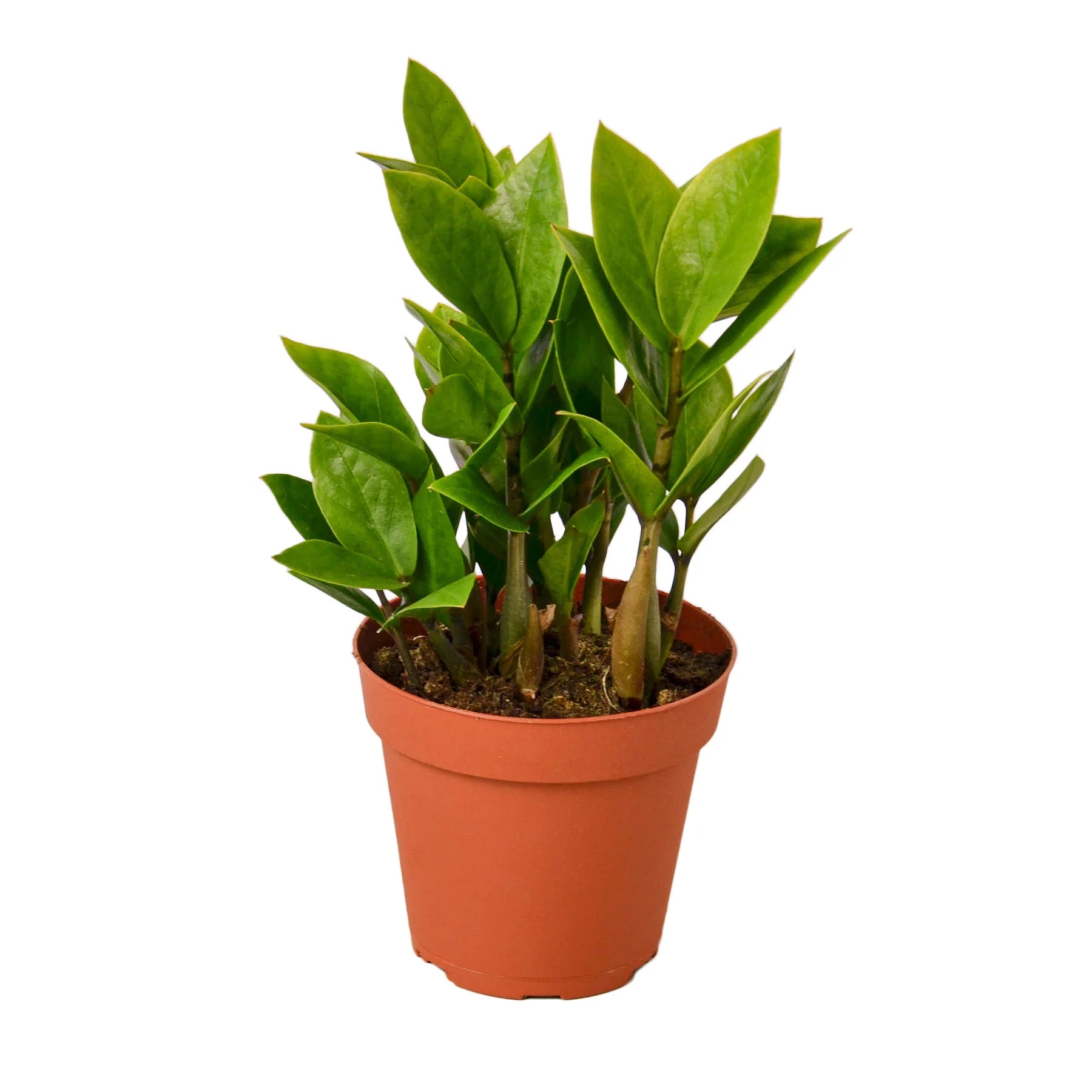 ZZ Plant Zamioculcas Zamiifolia Live Indoor Plant | SunriseDaylas