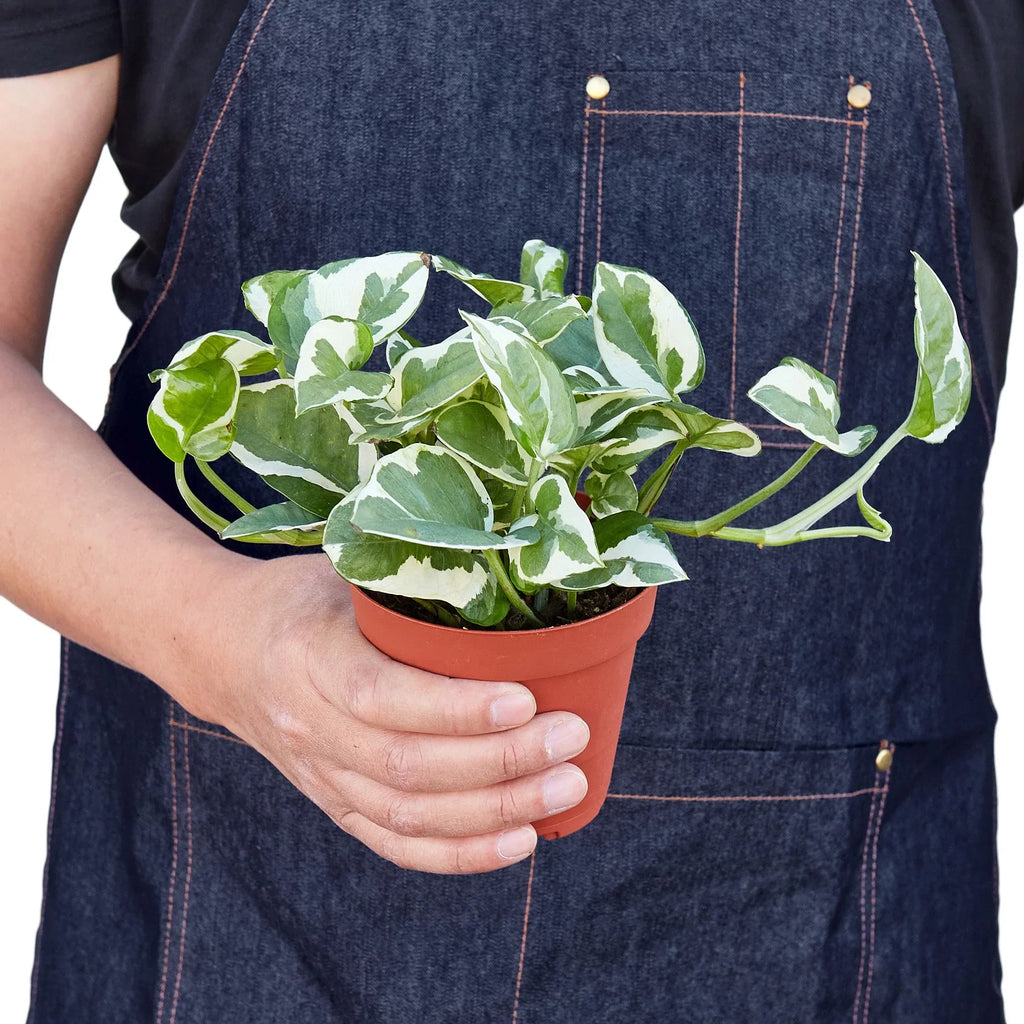 Pothos N'Joy Variegated Trailing Live Indoor Plant