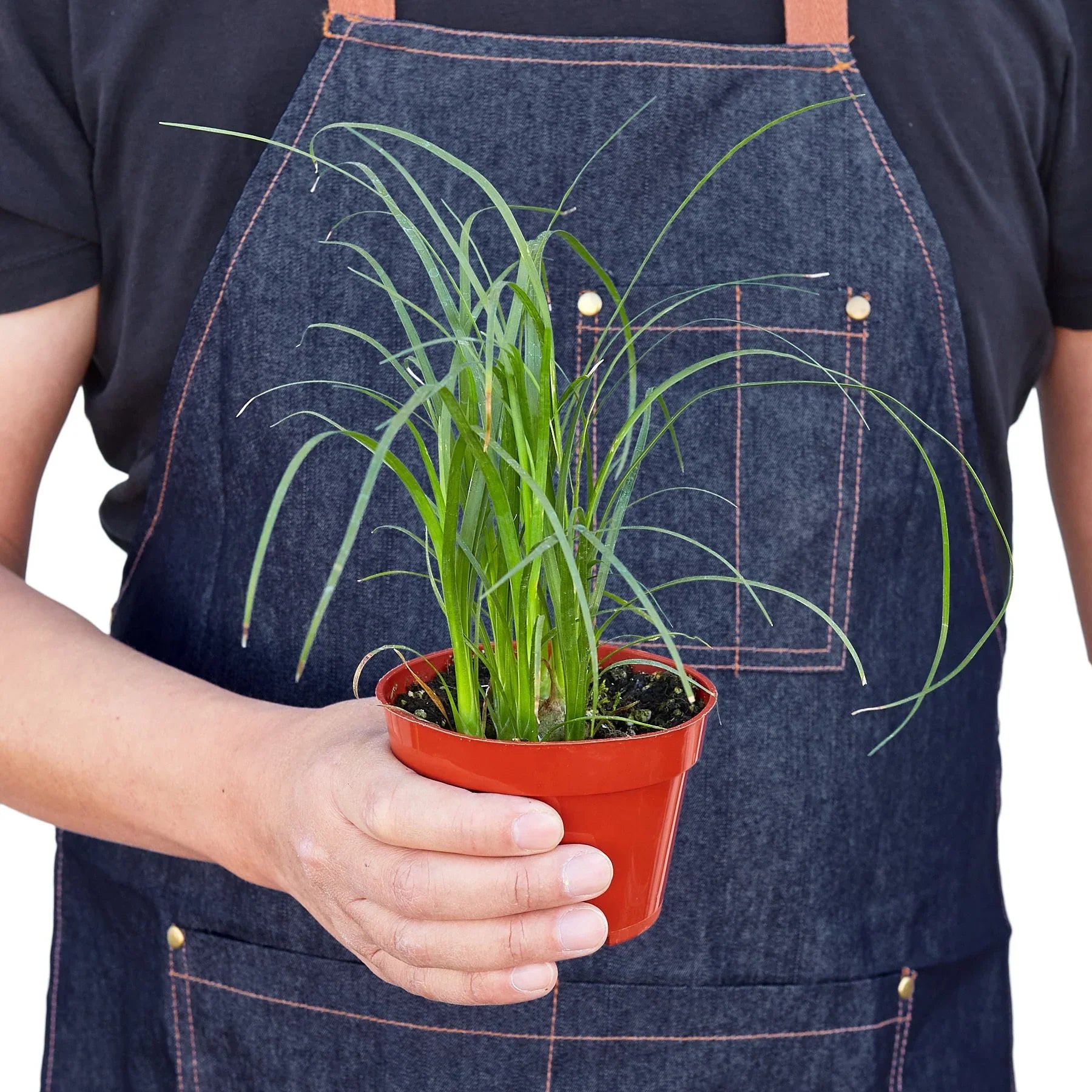 Ponytail Palm – Unique Caudiciform Indoor Plant | SunriseDaylas