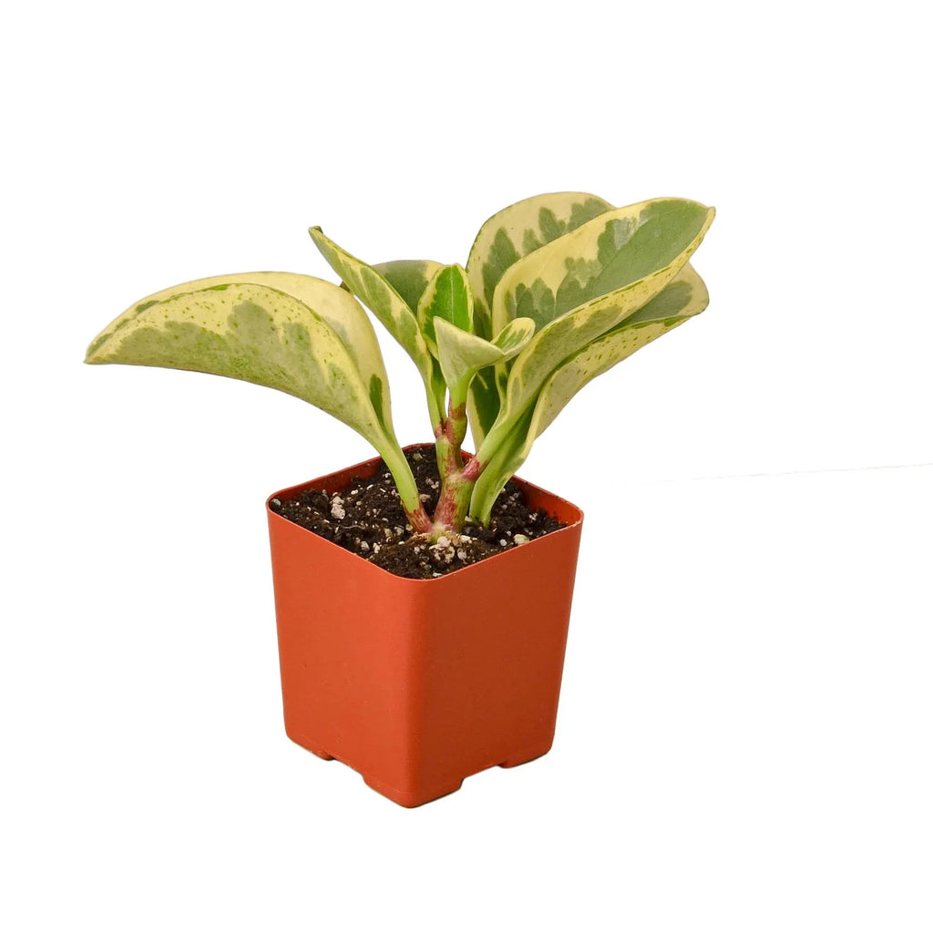 Marble Peperomia – Compact Desk-Friendly Plant | SunriseDaylas