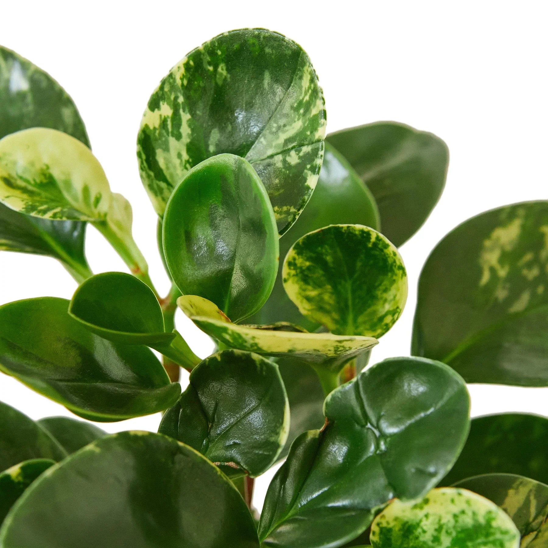 Marble Peperomia – Compact Desk-Friendly Plant | SunriseDaylas