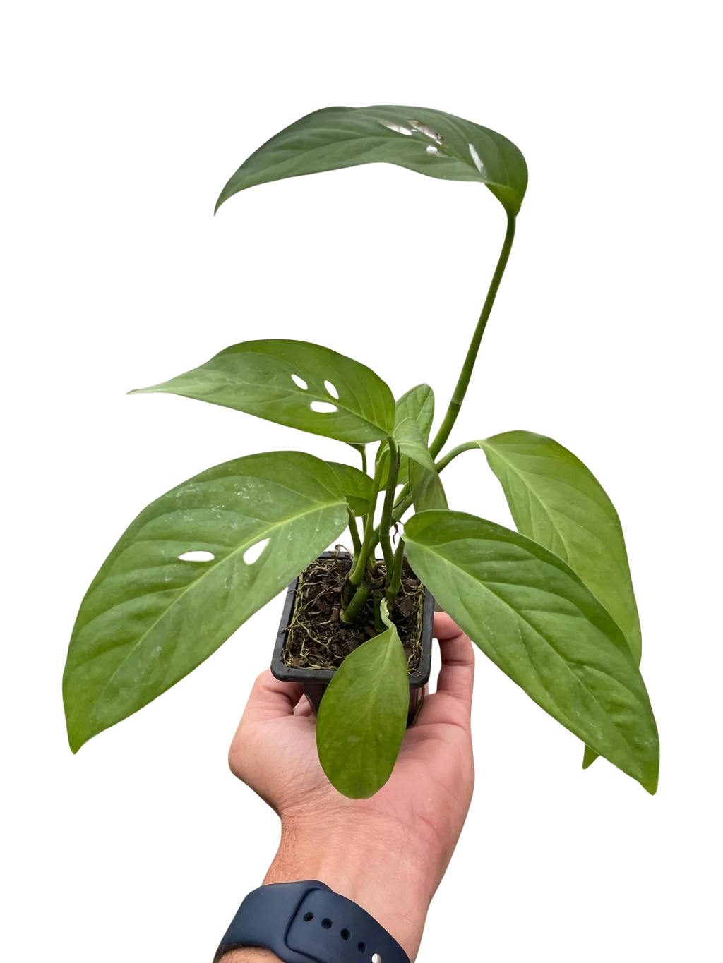 Monstera Adansonii – Swiss Cheese Vine Plant | SunriseDaylas