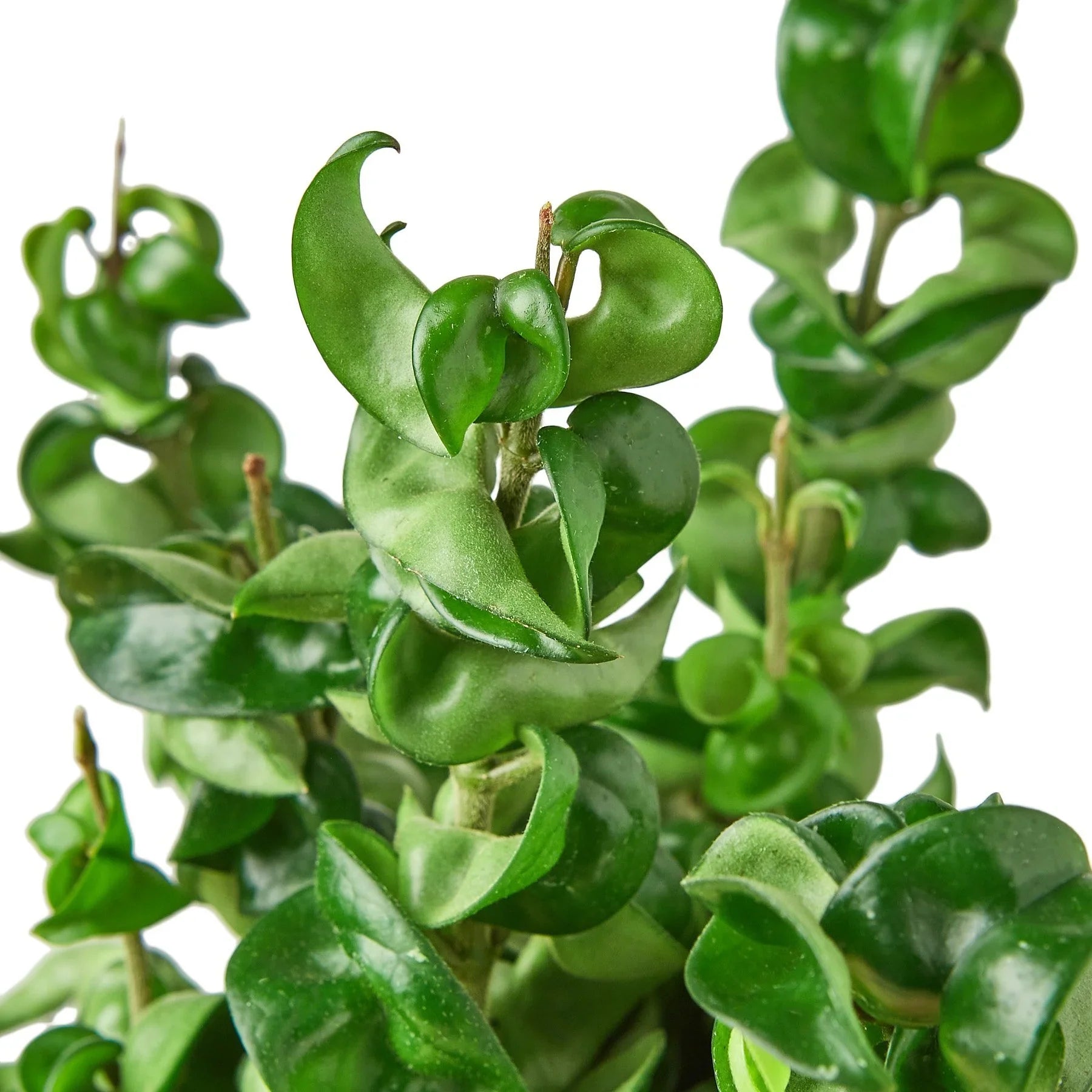 Hoya Rope Plant – Trailing Wax Plant Indoor Vine | SunriseDaylas