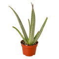 Aloe Vera – Low Maintenance Succulent | SunriseDaylas