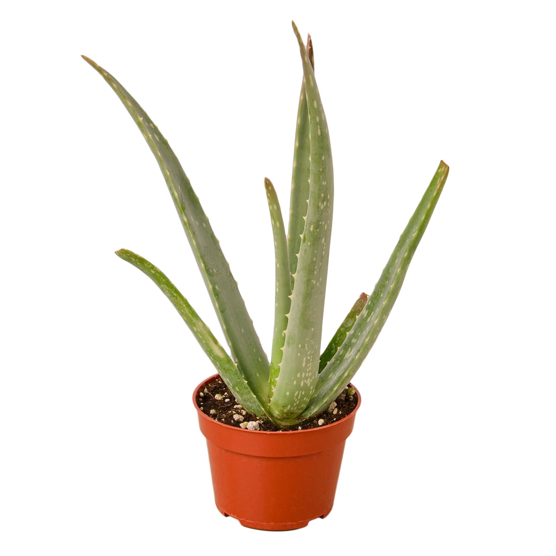 Aloe Vera – Low Maintenance Succulent | SunriseDaylas