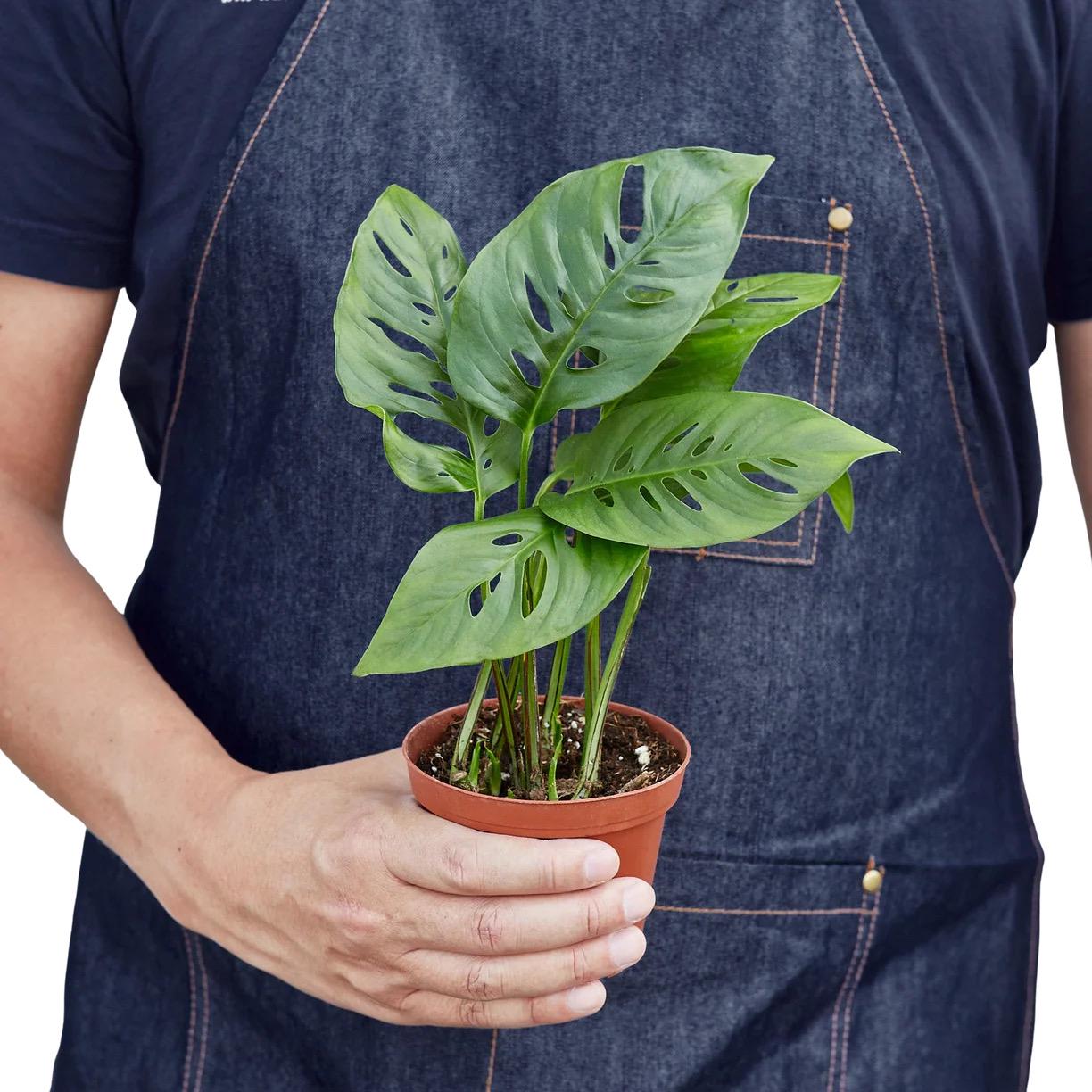 Monstera Adansonii | Swiss Cheese Vine | Live Rooted Tropical Plant | Easy Care | 4in 6in 8in Pot