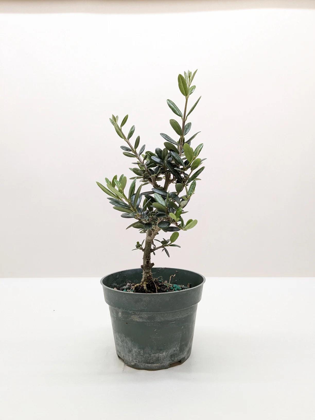 Fruiting Olive Tree | Olea Europaea Live Mediterranean Plant, Indoor Outdoor Patio Gift