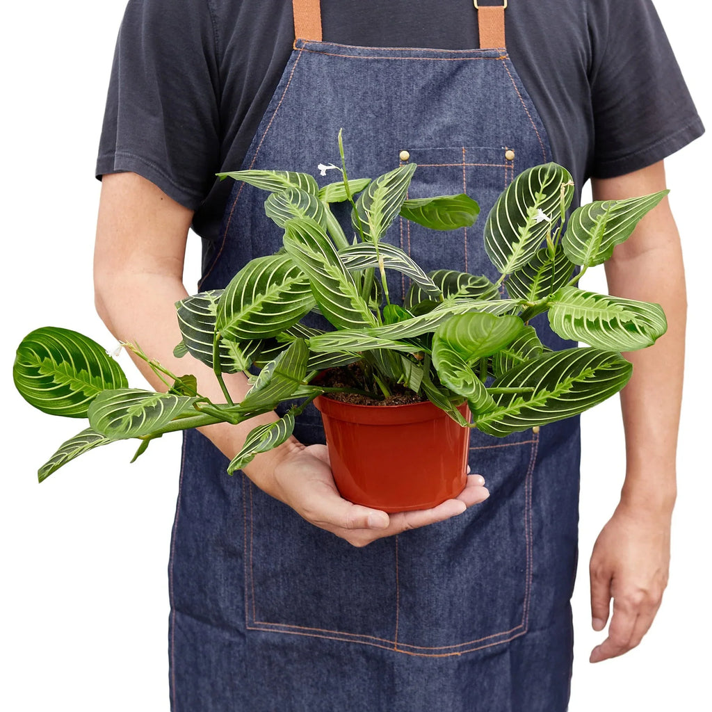 Lemon Lime Maranta – Prayer Plant Indoor Foliage | SunriseDaylas