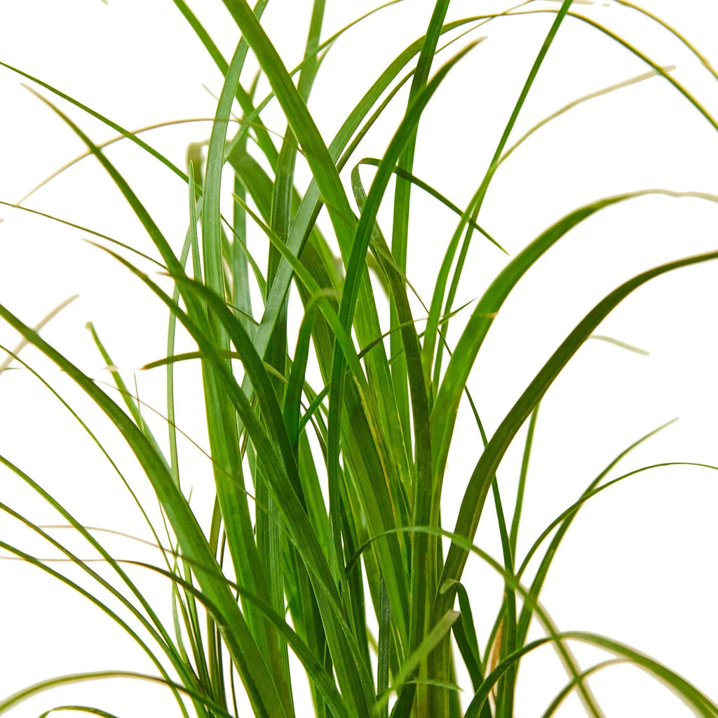Ponytail Palm – Unique Caudiciform Indoor Plant | SunriseDaylas