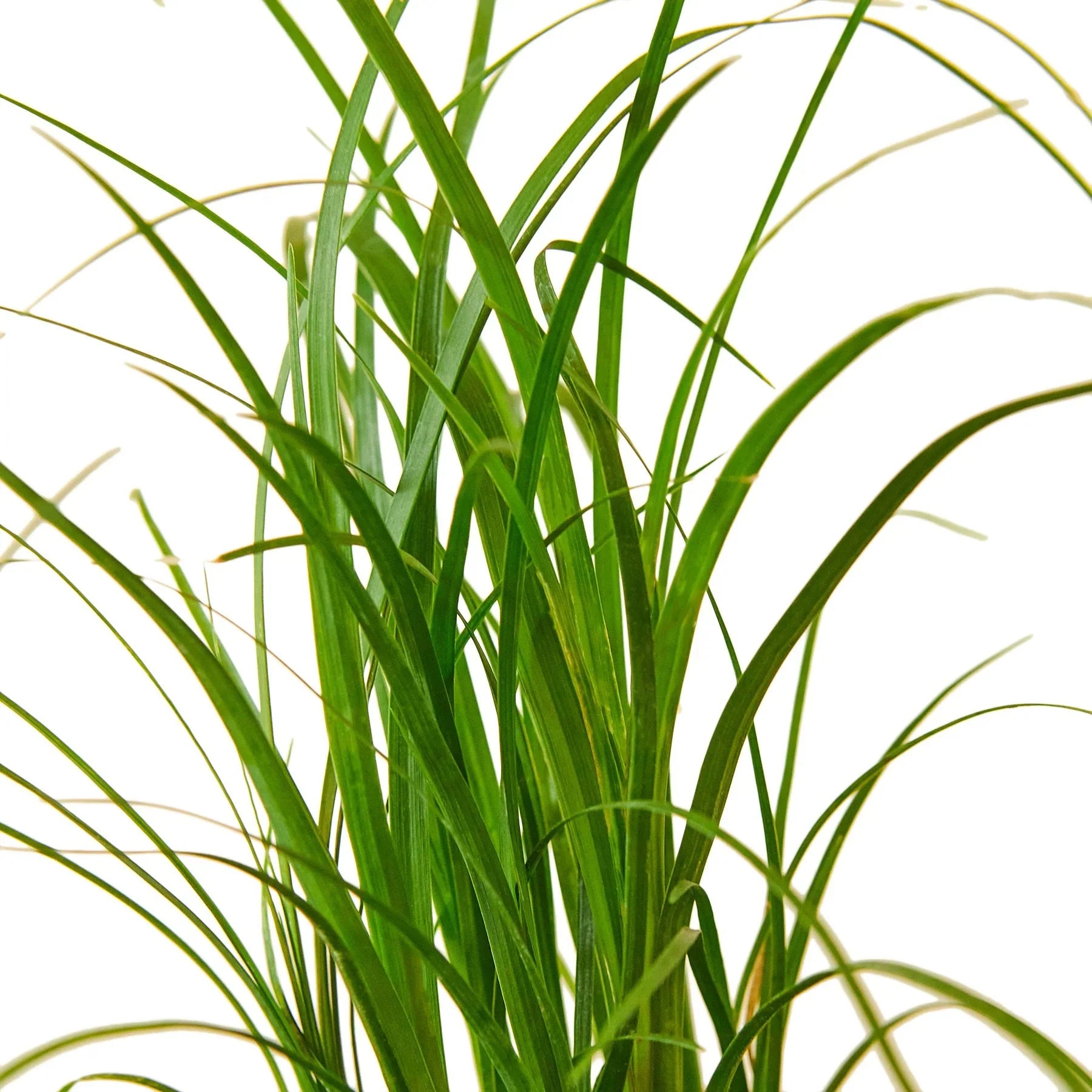 Ponytail Palm – Unique Caudiciform Indoor Plant | SunriseDaylas