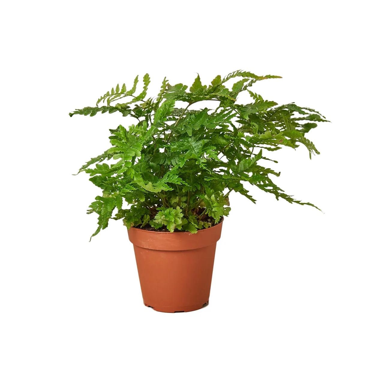 Victorian Plant Kit | Parlor Palm, Fern, Orchid, Fittonia Indoor Collection