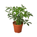 Schefflera Umbrella – Dwarf Indoor Foliage Plant | SunriseDaylas