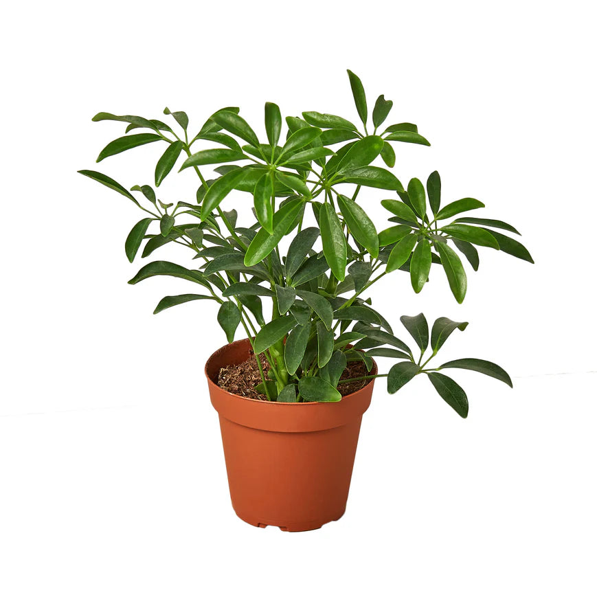 Schefflera Umbrella – Dwarf Indoor Foliage Plant | SunriseDaylas