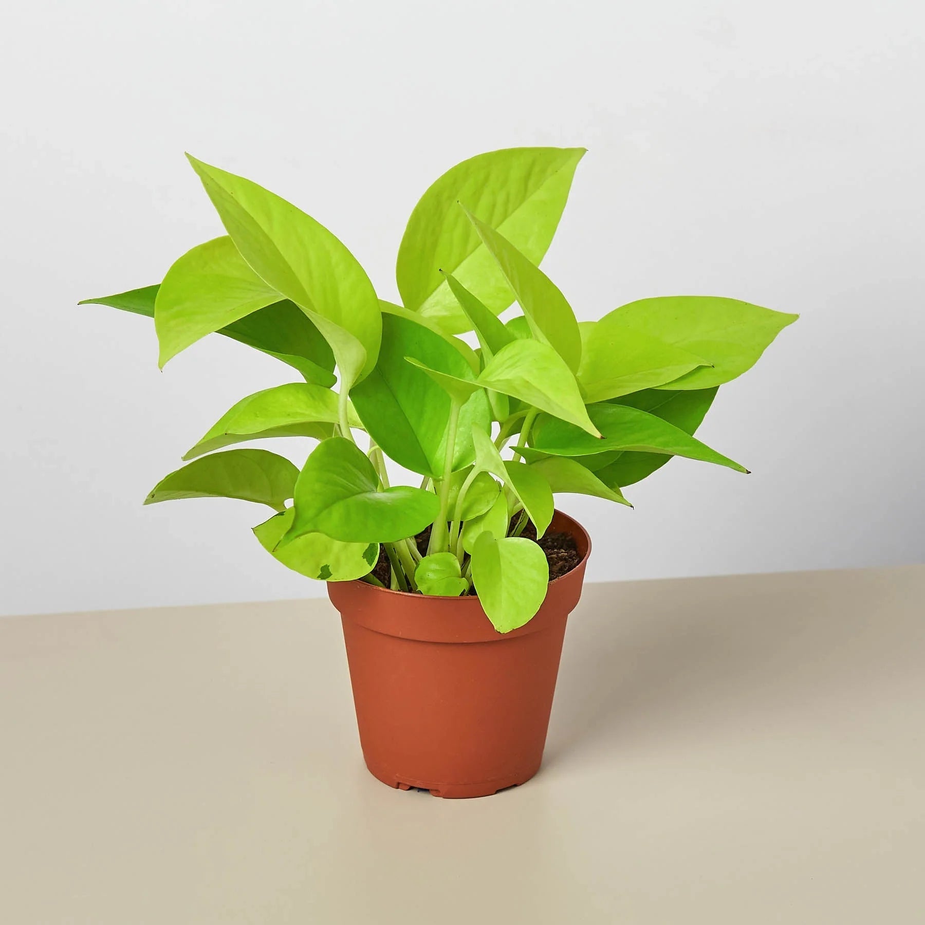 Neon Pothos – Vibrant Trailing Indoor Plant | SunriseDaylas