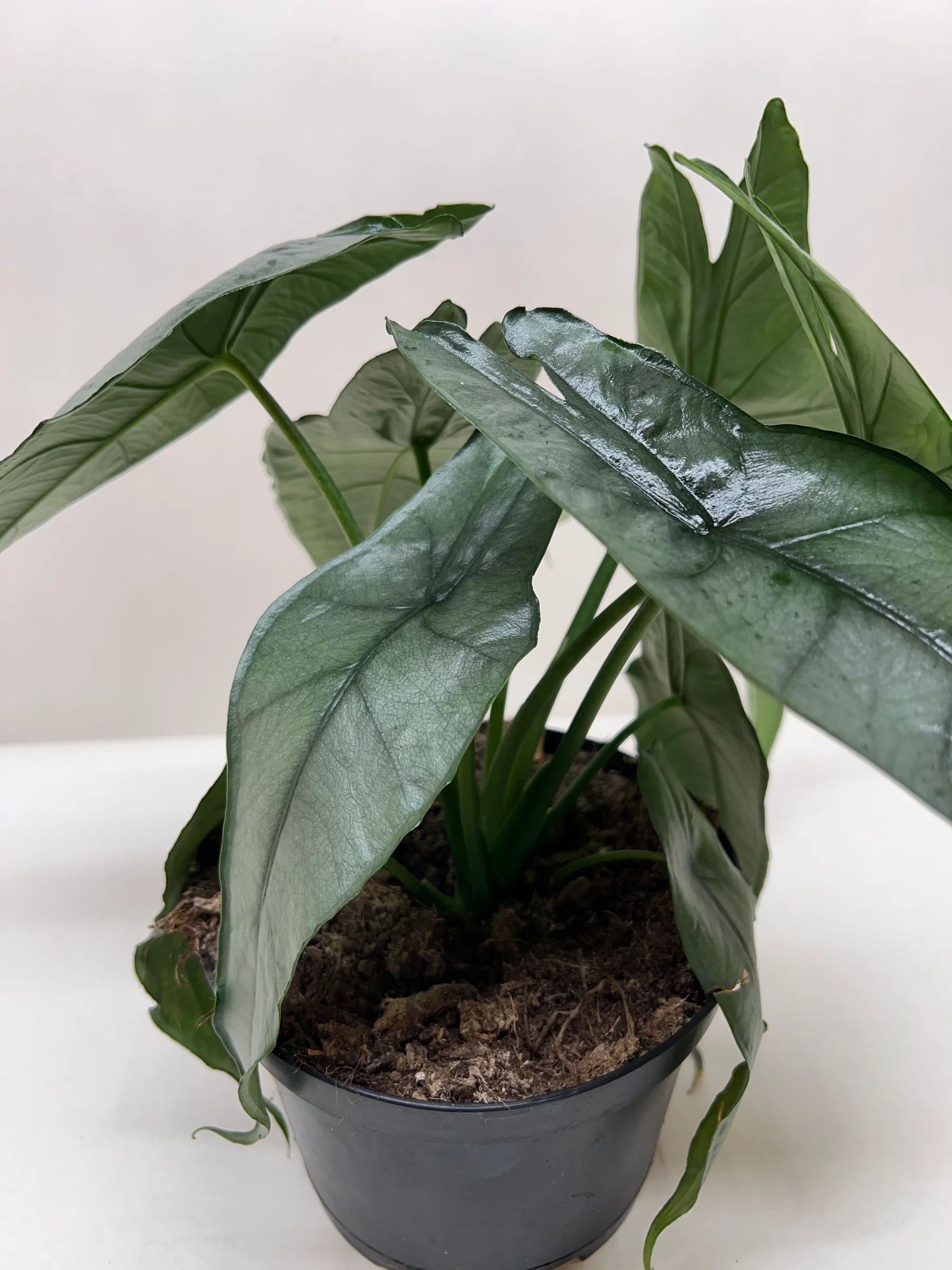 Rare Dragon's Breath Alocasia – Statement Plant | SunriseDaylas
