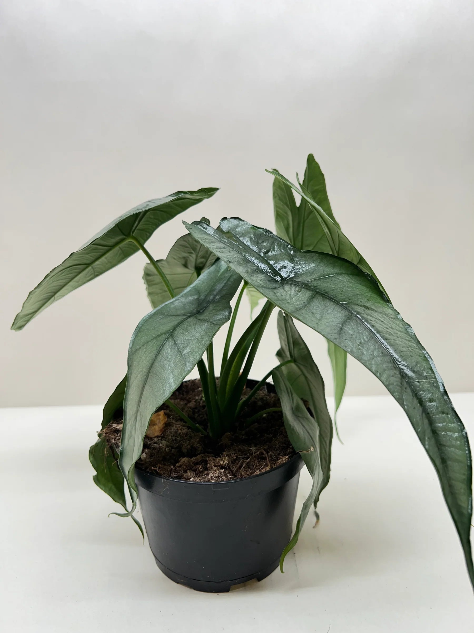 Rare Dragon's Breath Alocasia – Statement Plant | SunriseDaylas