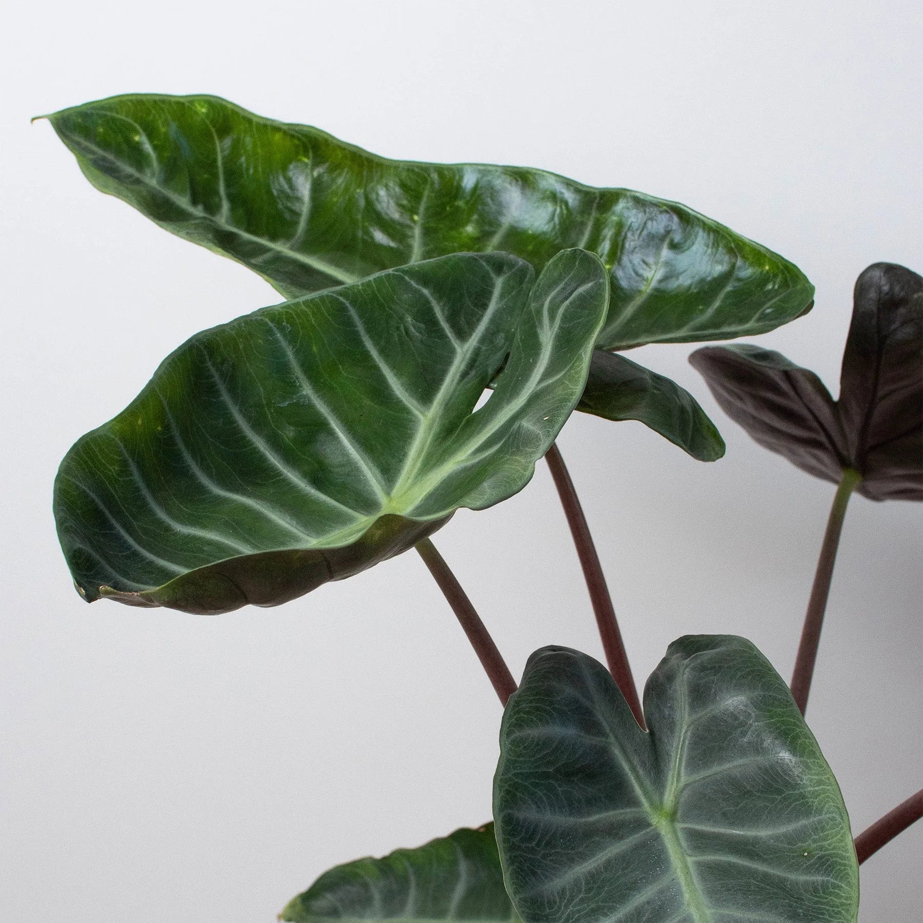 Rare Alocasia Ebony – Dark Veined Tropical Plant | SunriseDaylas