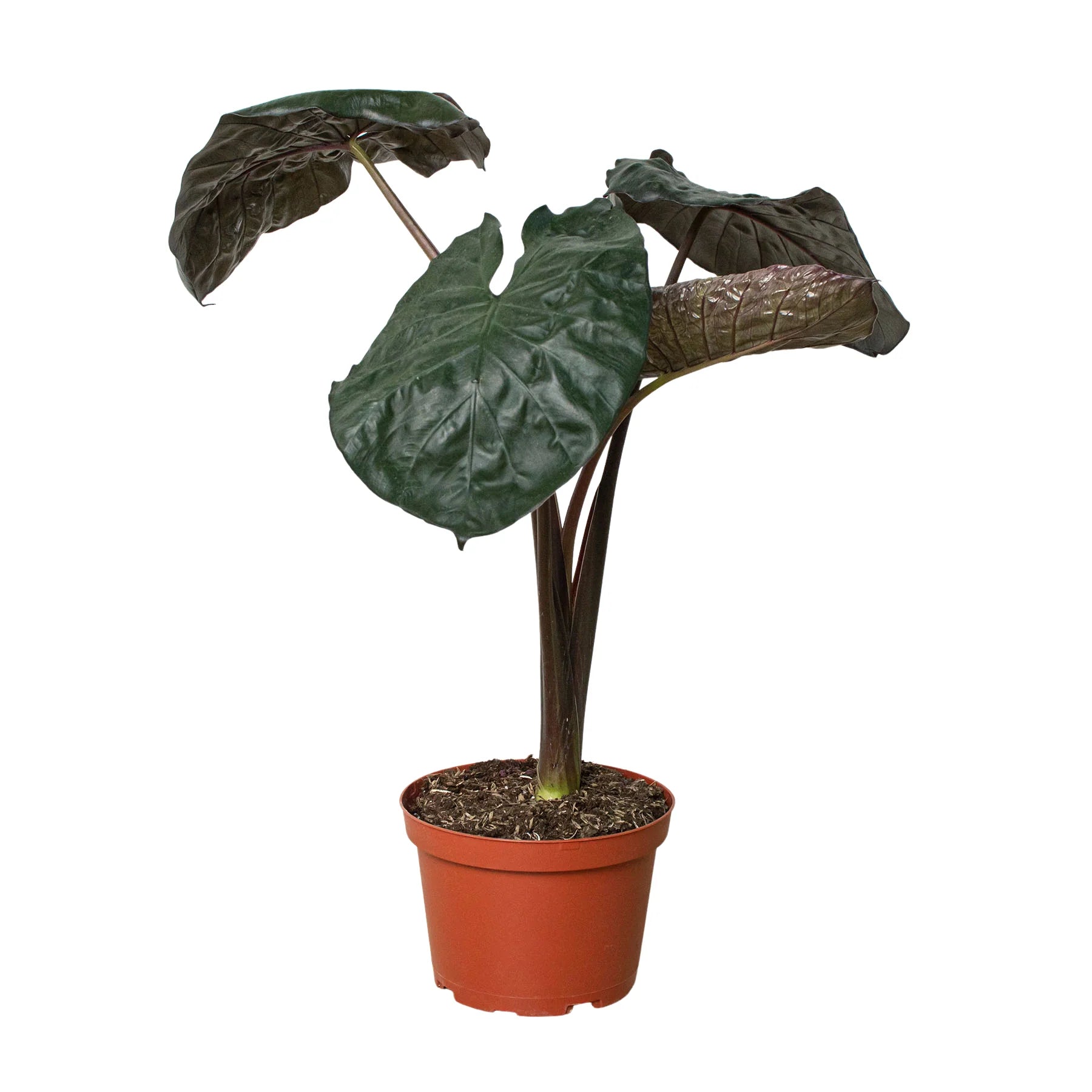 Rare Alocasia Serendipity – Dark Foliage Plant | SunriseDaylas