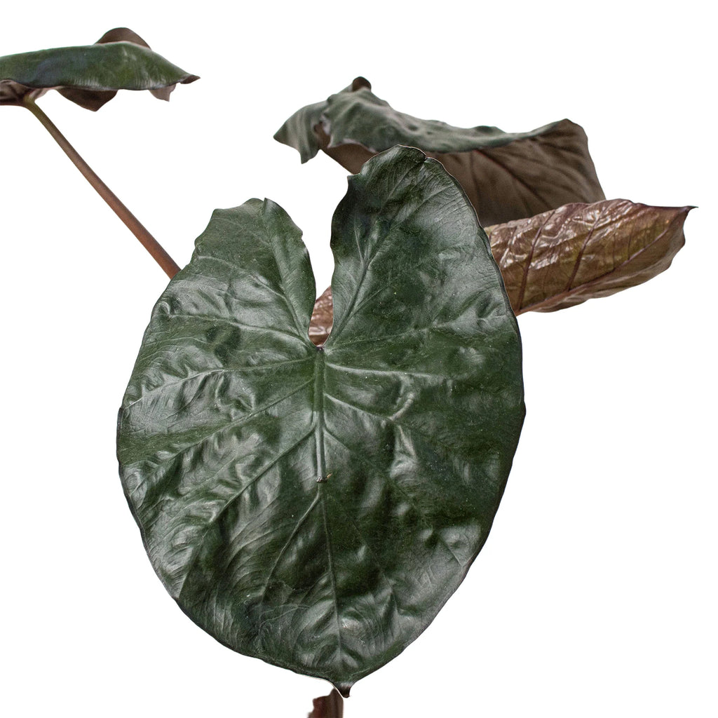 Rare Alocasia Serendipity – Dark Foliage Plant | SunriseDaylas