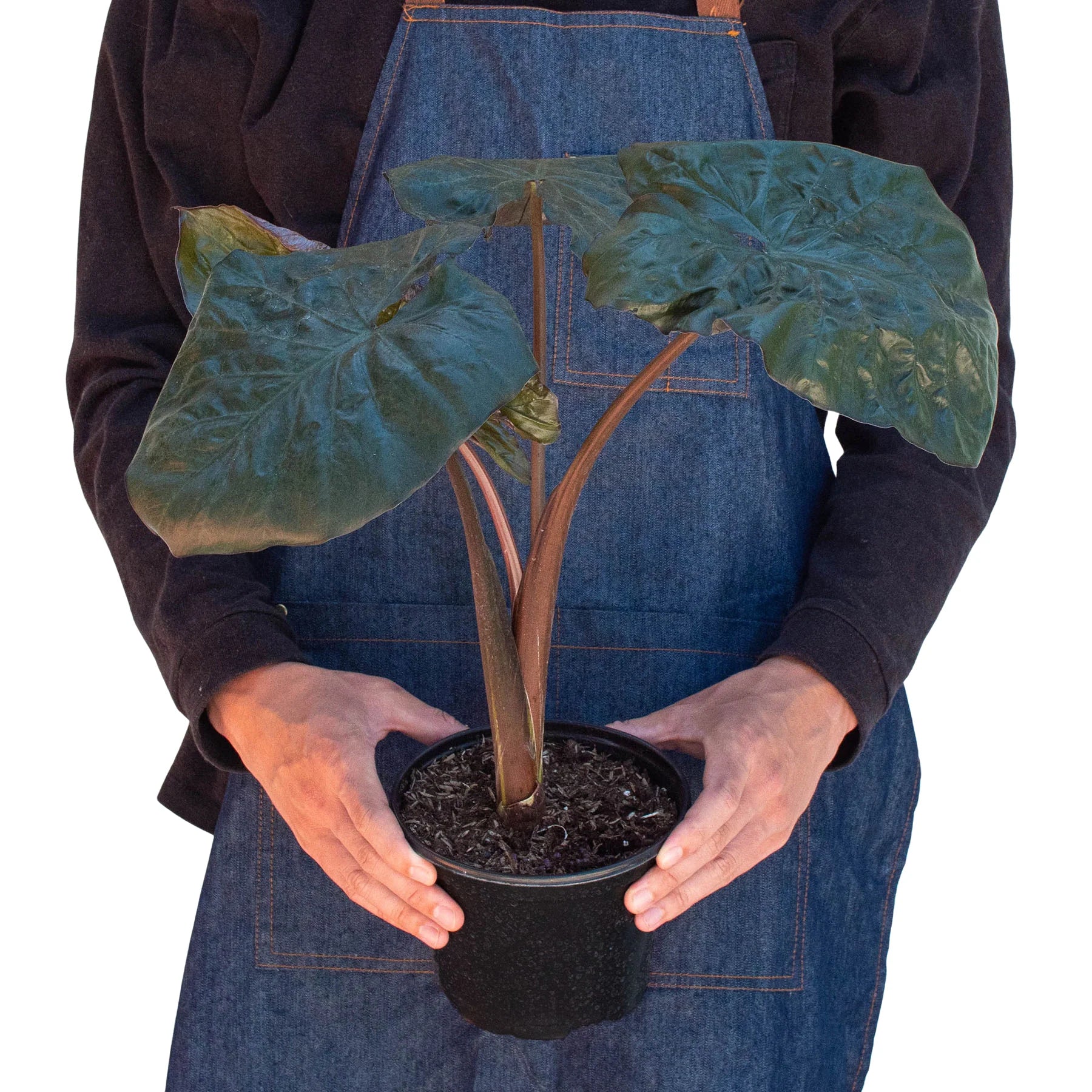 Rare Alocasia Serendipity – Dark Foliage Plant | SunriseDaylas