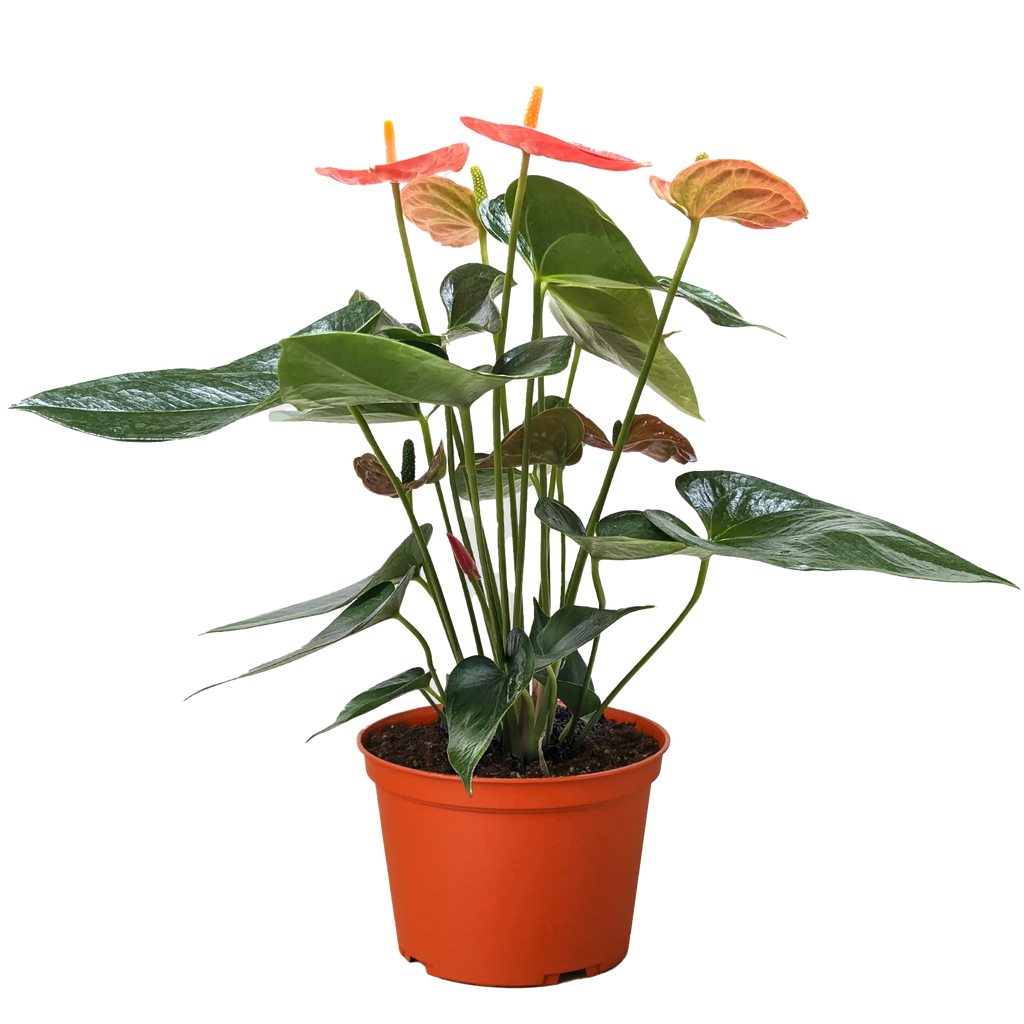 Orange Anthurium – Year-Round Blooming Plant | SunriseDaylas