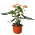 Orange Anthurium – Year-Round Blooming Plant | SunriseDaylas