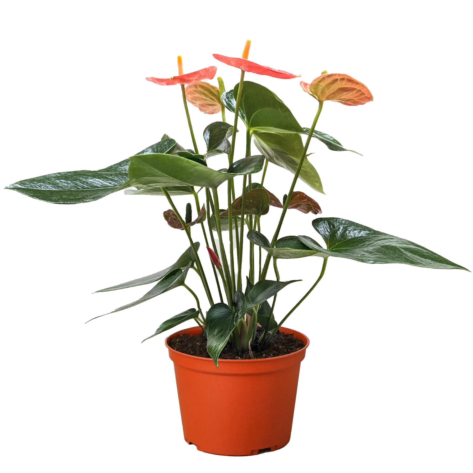 Orange Anthurium – Year-Round Blooming Plant | SunriseDaylas