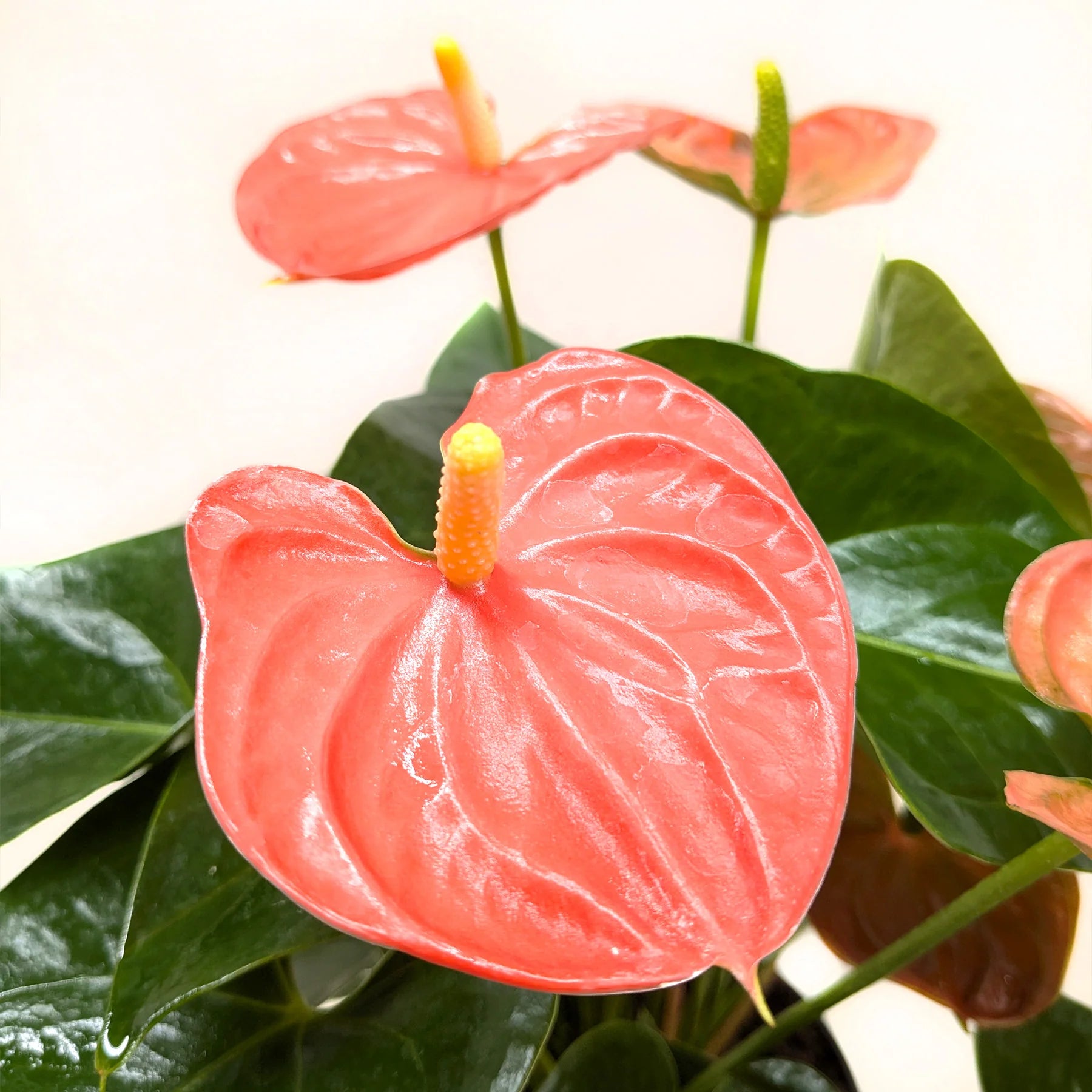 Orange Anthurium – Year-Round Blooming Plant | SunriseDaylas