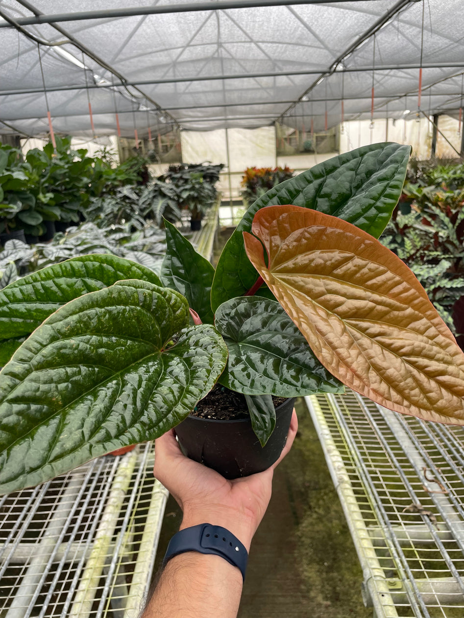 Rare Anthurium Radicans x Luxurians – Bold Leaves | SunriseDaylas