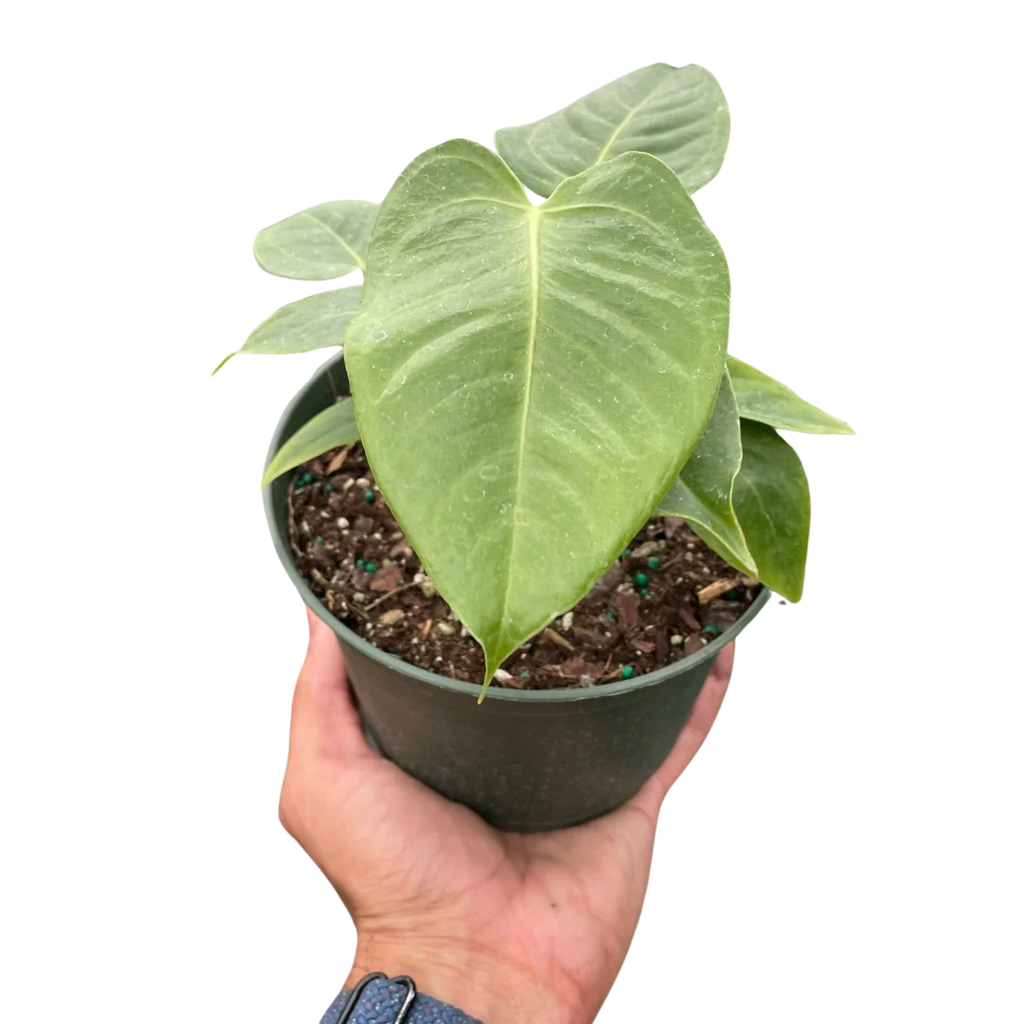 King Anthurium – Rare Collector Foliage Plant | SunriseDaylas