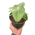 King Anthurium – Rare Collector Foliage Plant | SunriseDaylas