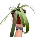 Rare Anthurium Vittarifolium – Collector Hanging Plant | SunriseDaylas